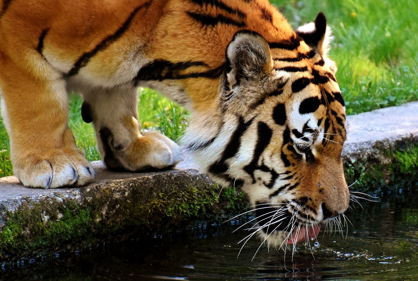 Nikon D7200 sample photo. Tiger, predator, fur photography