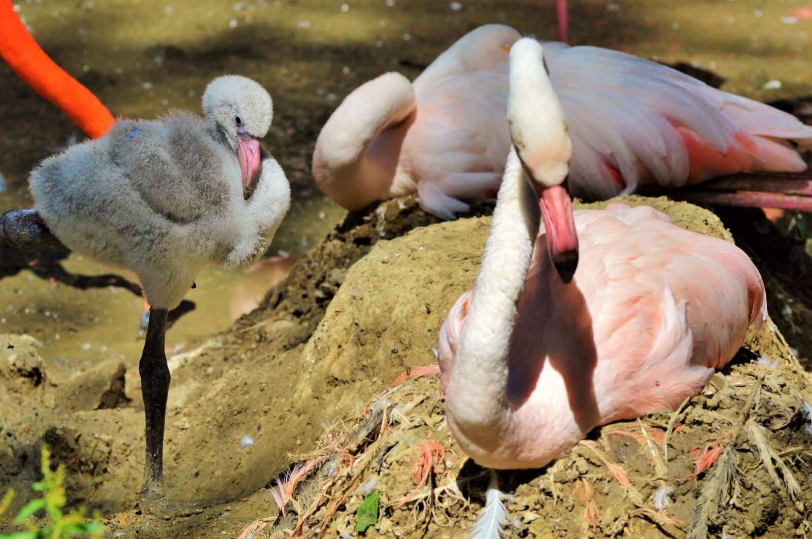 Nikon D3200 sample photo. Flamingo, young animal, bird photography