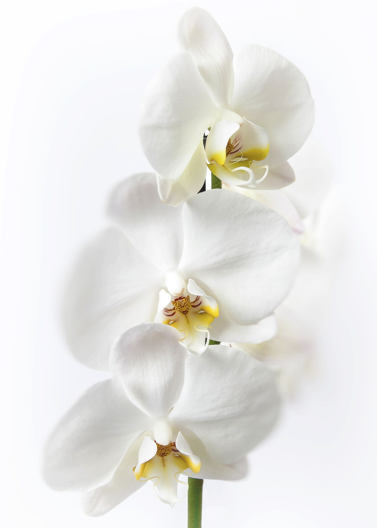 Canon EOS 50D + Canon EF 24-105mm F4L IS USM sample photo. Phalaenopsis, orchid, white photography
