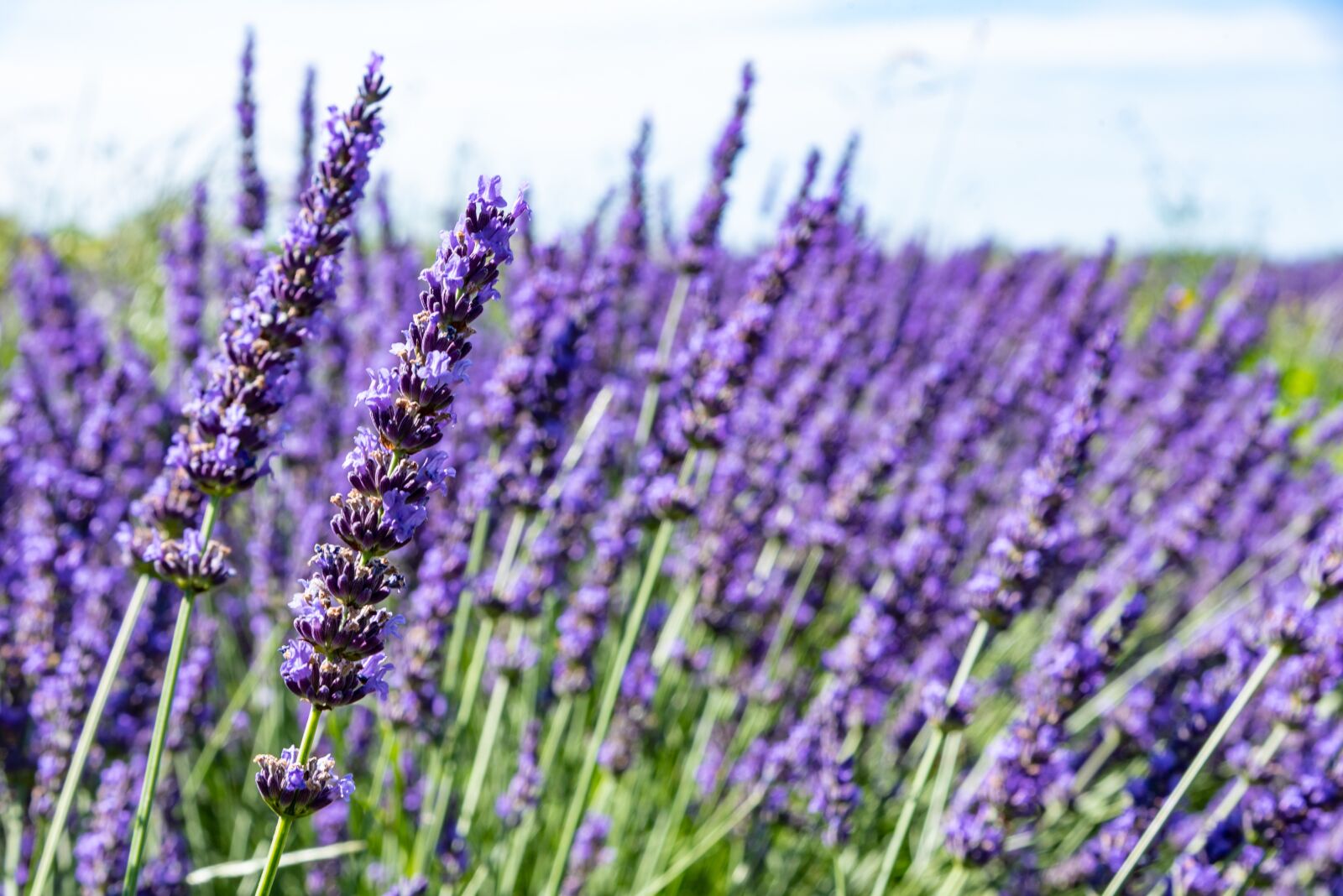 Nikon D750 sample photo. Lavender, field of lavender photography