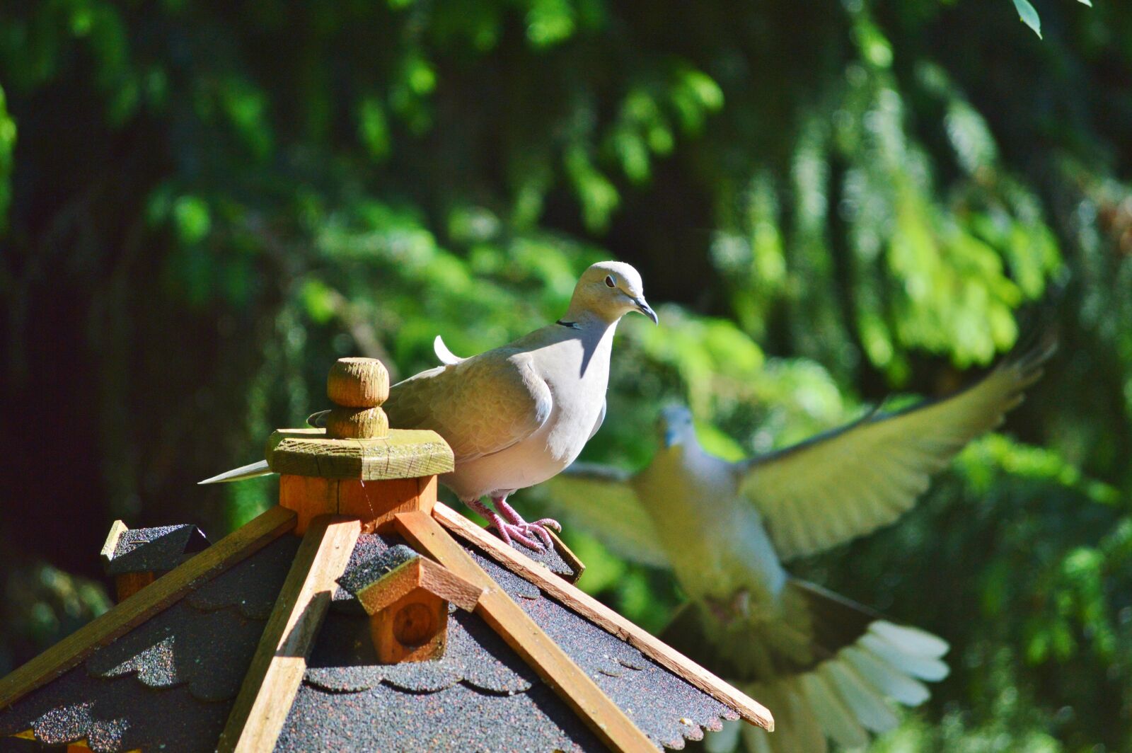 Nikon D3200 sample photo. Dove, bird, collared photography
