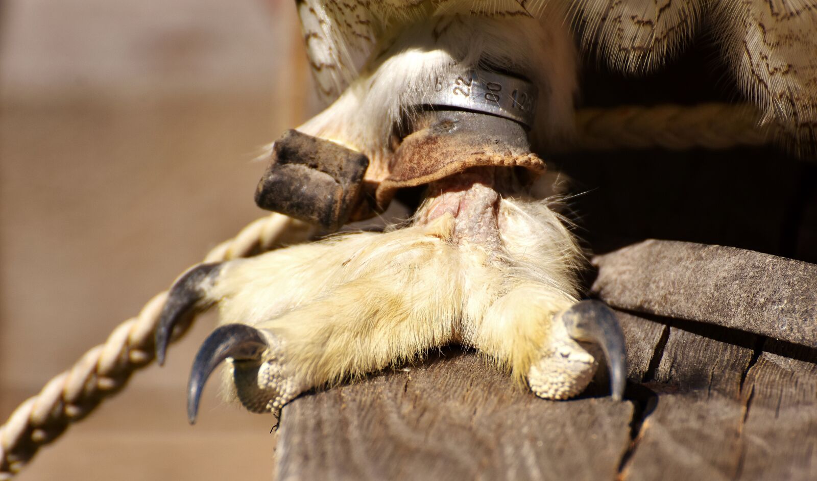 Nikon D7200 sample photo. Snow owl, foot, bubo photography