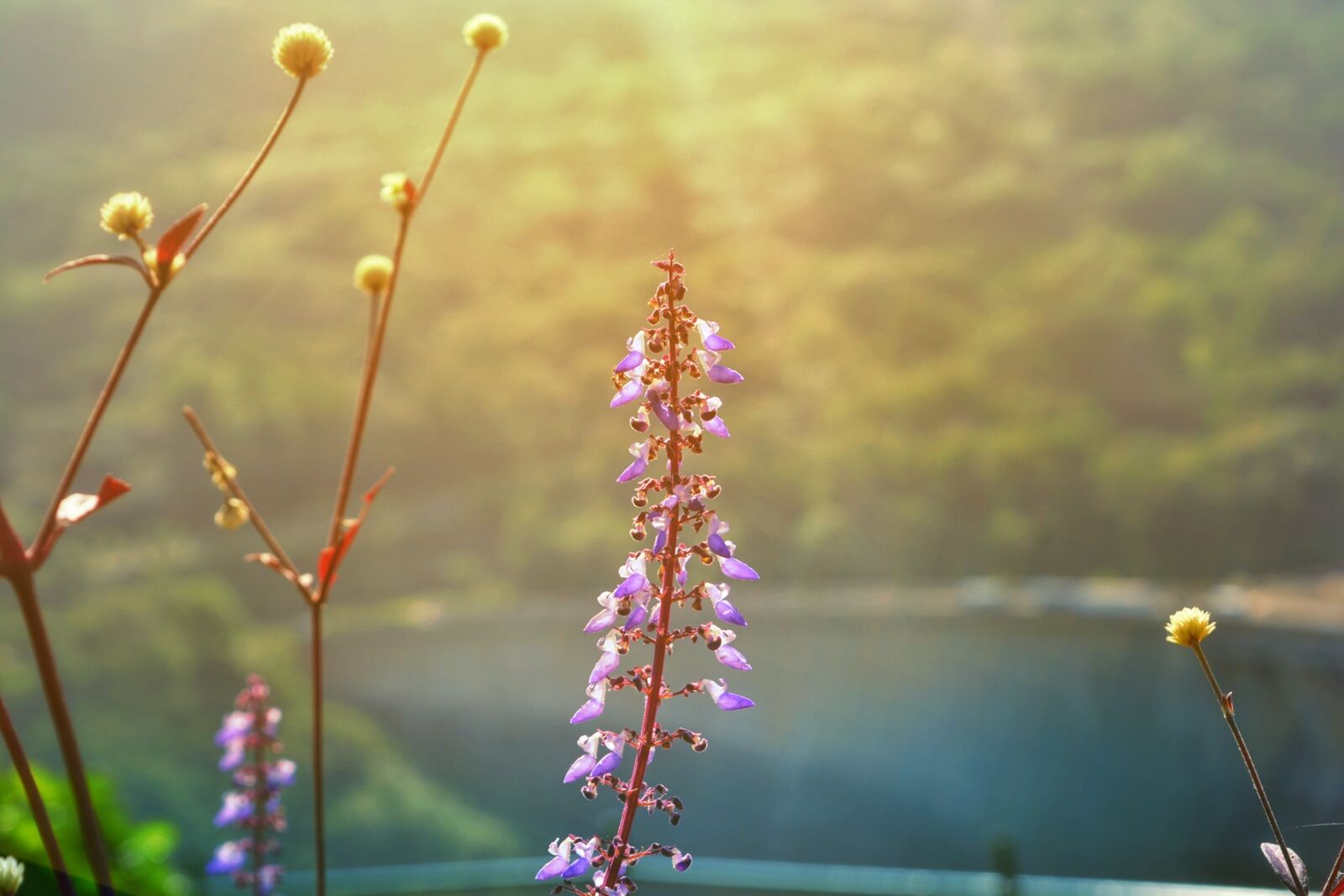 Nikon D5200 sample photo. Outdoors, nature, flower photography