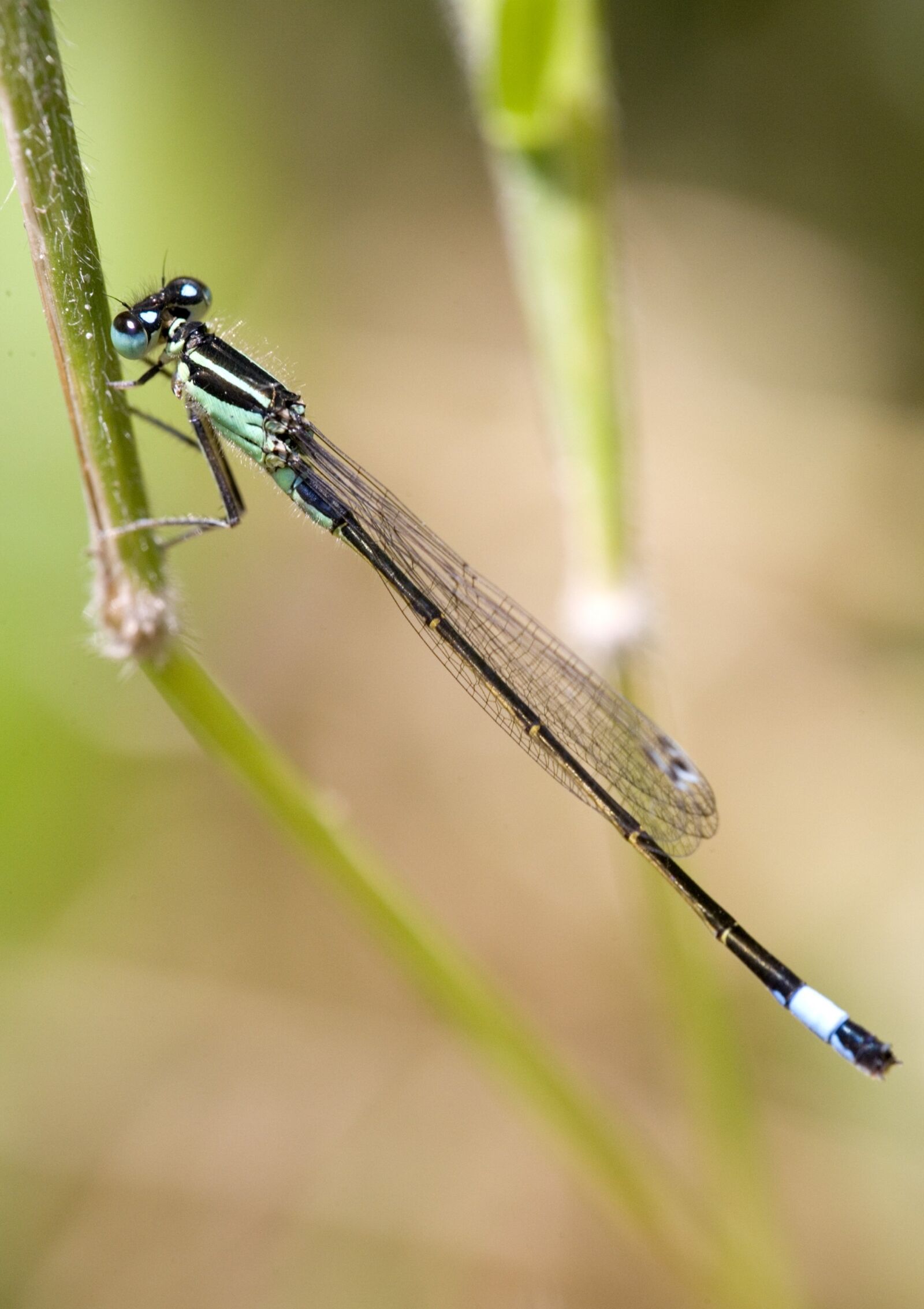 Canon EOS 5D sample photo. Dragonfly, insect, nature photography