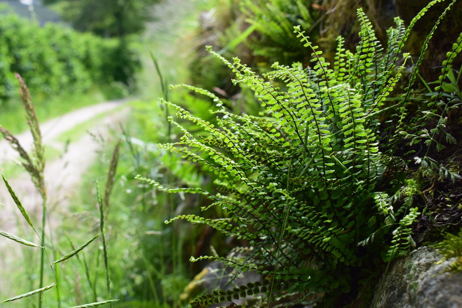 Nikon D5300 sample photo. Hiking, ferns, nature photography