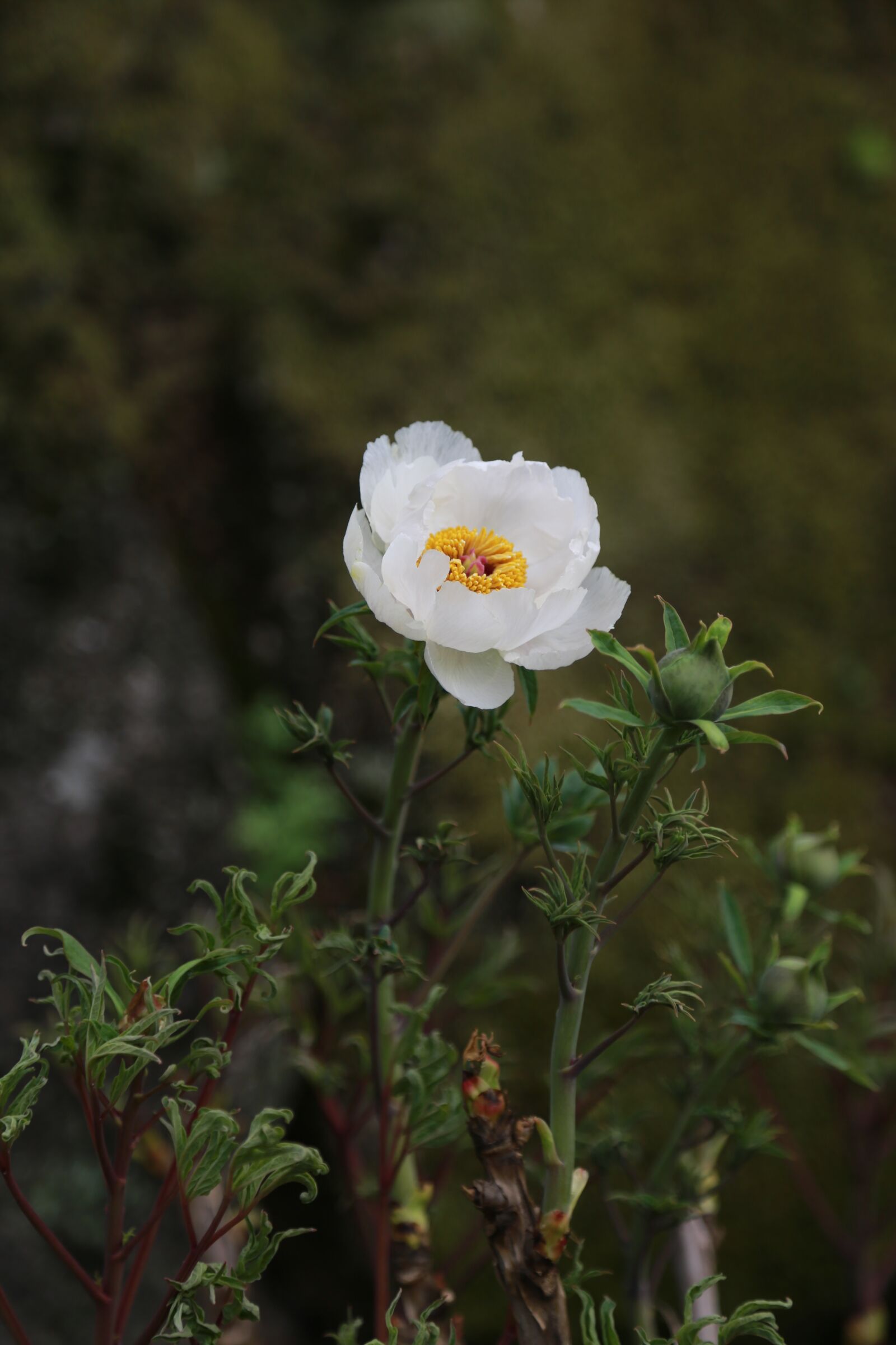 Canon EOS 6D + Canon EF 24-105mm F4L IS USM sample photo. Peonies, peony, the photography