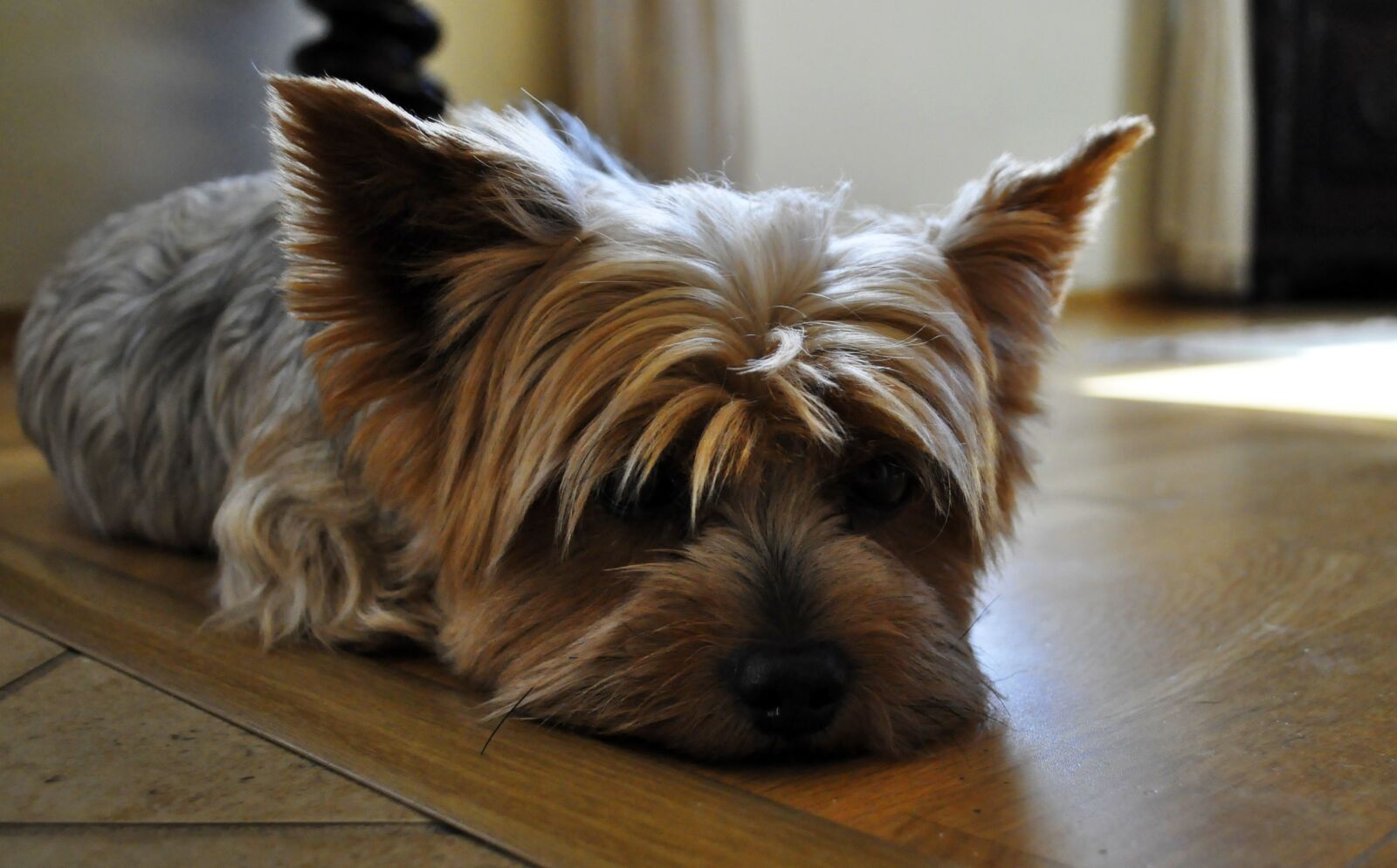 Nikon D5000 sample photo. Dog, york, animal photography