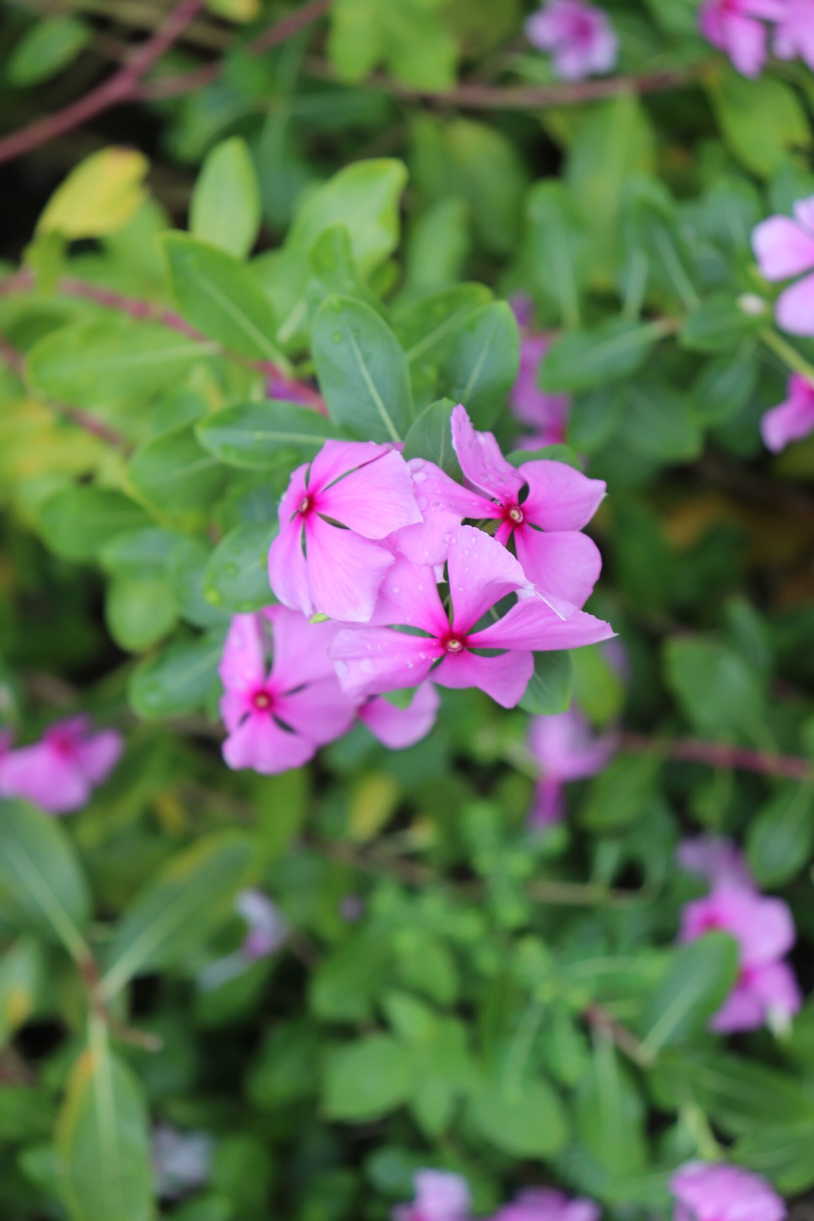 Canon EOS 200D (EOS Rebel SL2 / EOS Kiss X9) sample photo. Green, pink, flowers photography