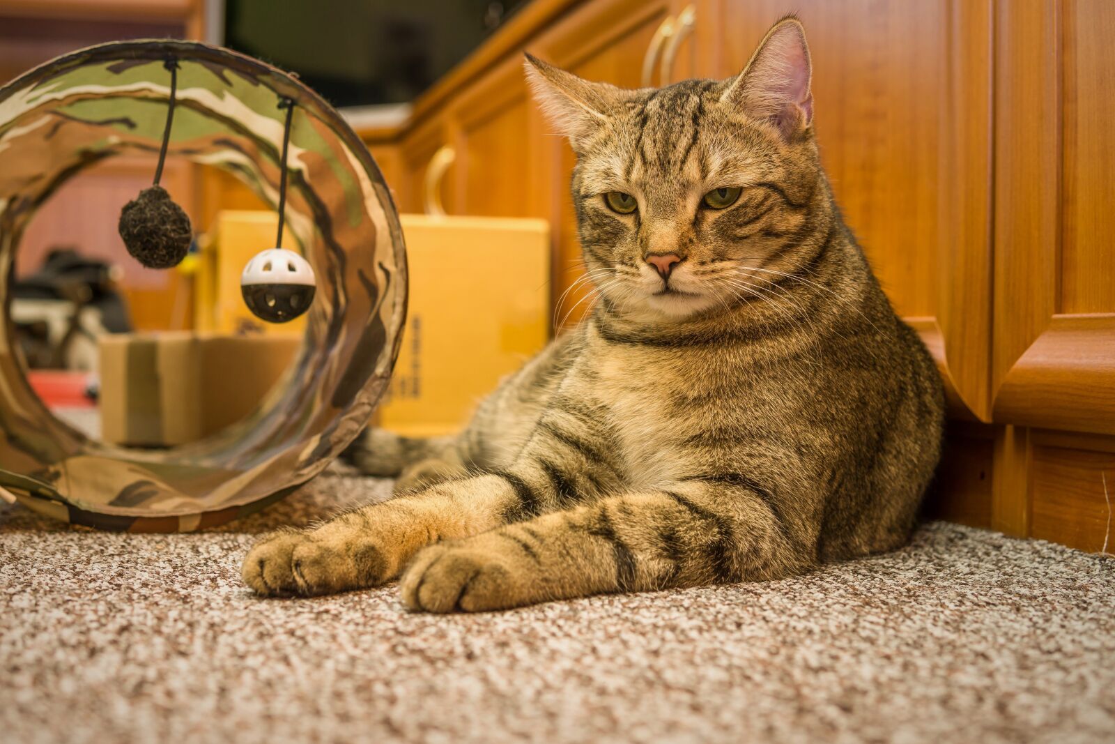Sony a6000 + 30mm F1.4 DC DN | Contemporary 016 sample photo. Cat, animal, tabby cat photography