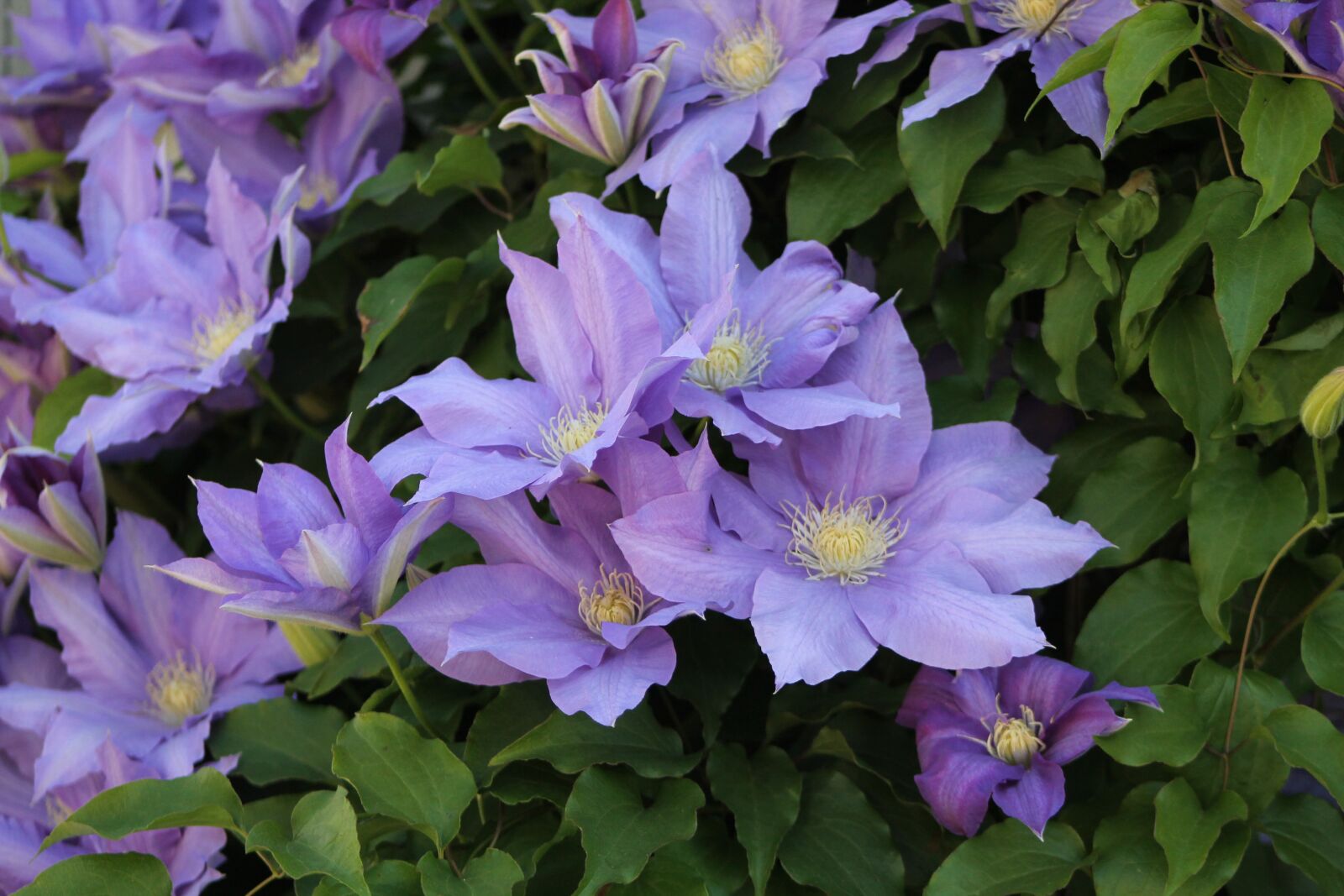 Canon EOS 1100D (EOS Rebel T3 / EOS Kiss X50) sample photo. Purple, flowers, nature photography