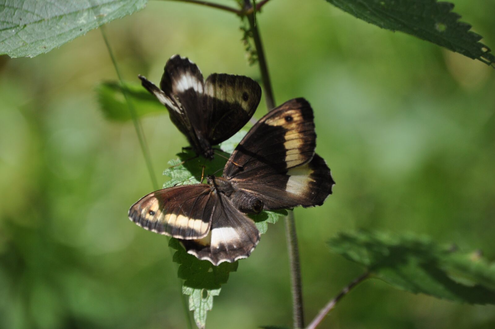 Nikon D5000 sample photo. Butterflies, insects, nature photography