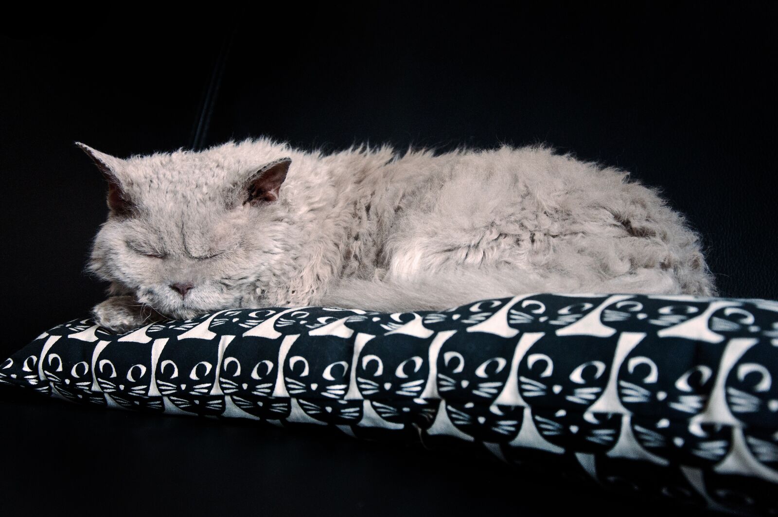 Nikon D90 sample photo. Cat, sleep, sleepy photography