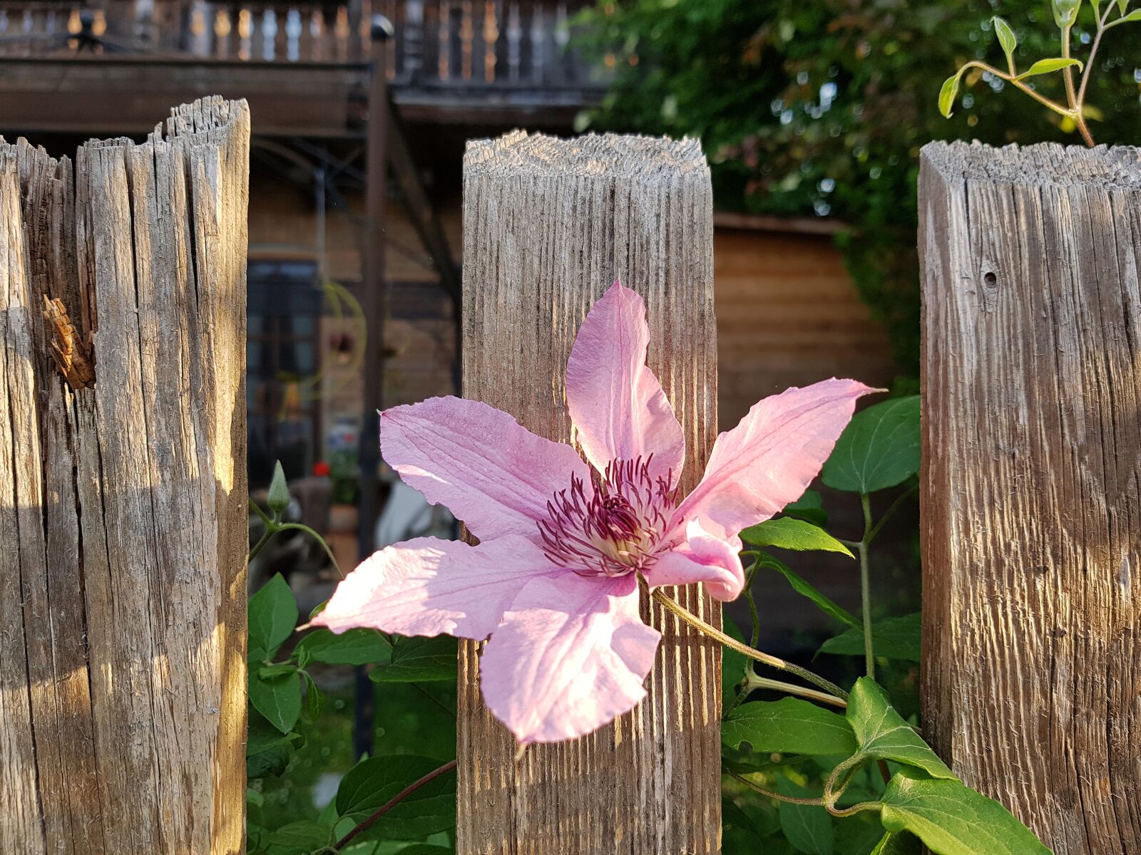 Samsung Galaxy S7 Edge sample photo. Clematis, flower, fence photography