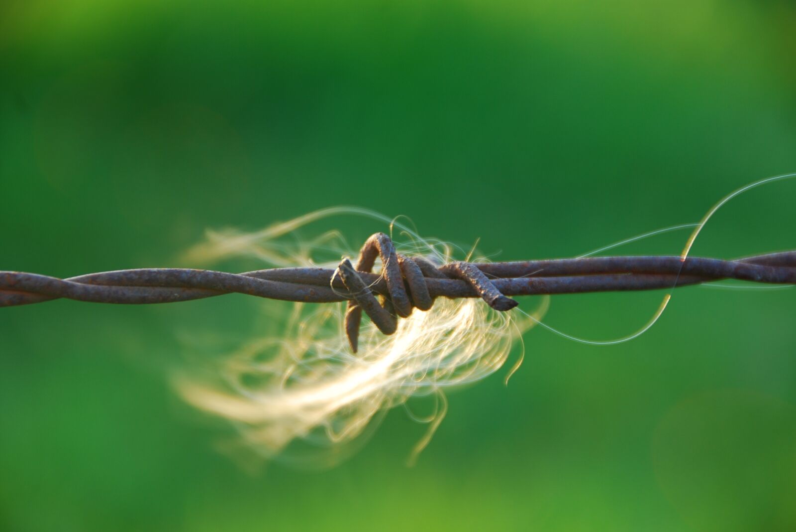 Nikon D80 sample photo. Barbed wire, close up photography