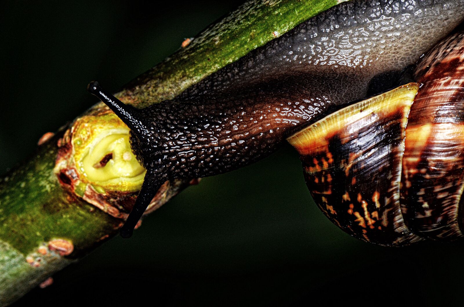Nikon D5100 sample photo. Nature, snail, shell photography