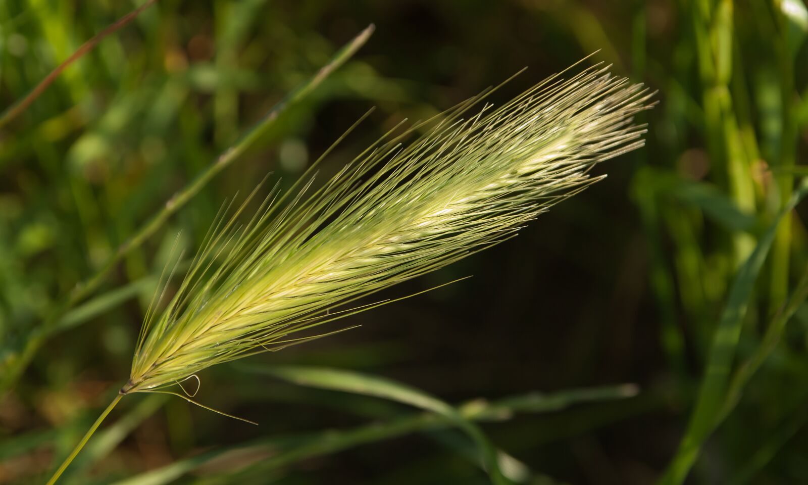 Pentax K10D sample photo. Plant, wild, grass photography