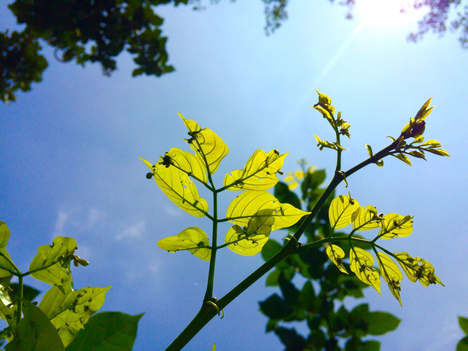 iPhone 5s back camera 4.15mm f/2.2 sample photo. Blue, skies, green, nature photography