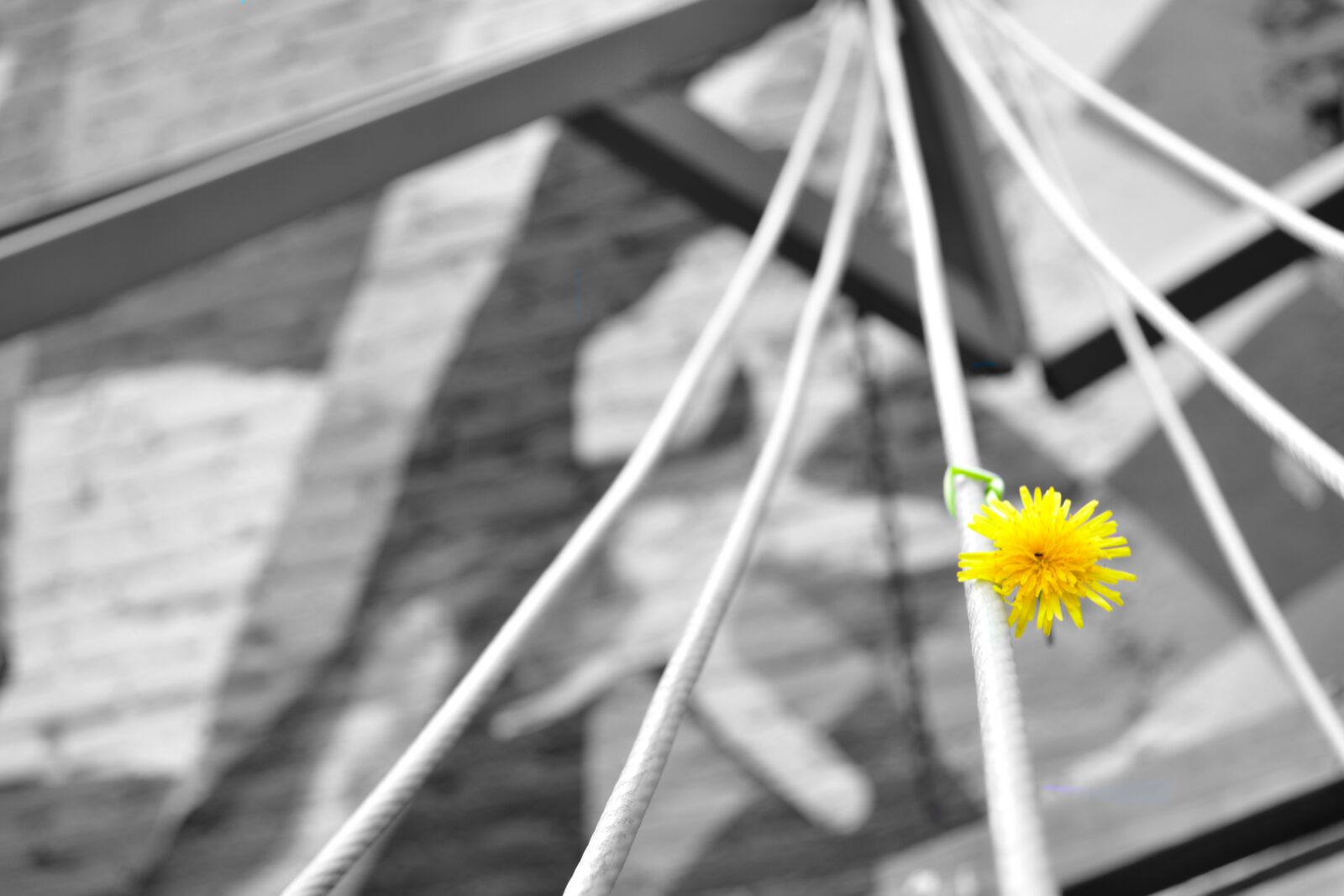 Nikon D5200 sample photo. Flower, nature, flowers photography