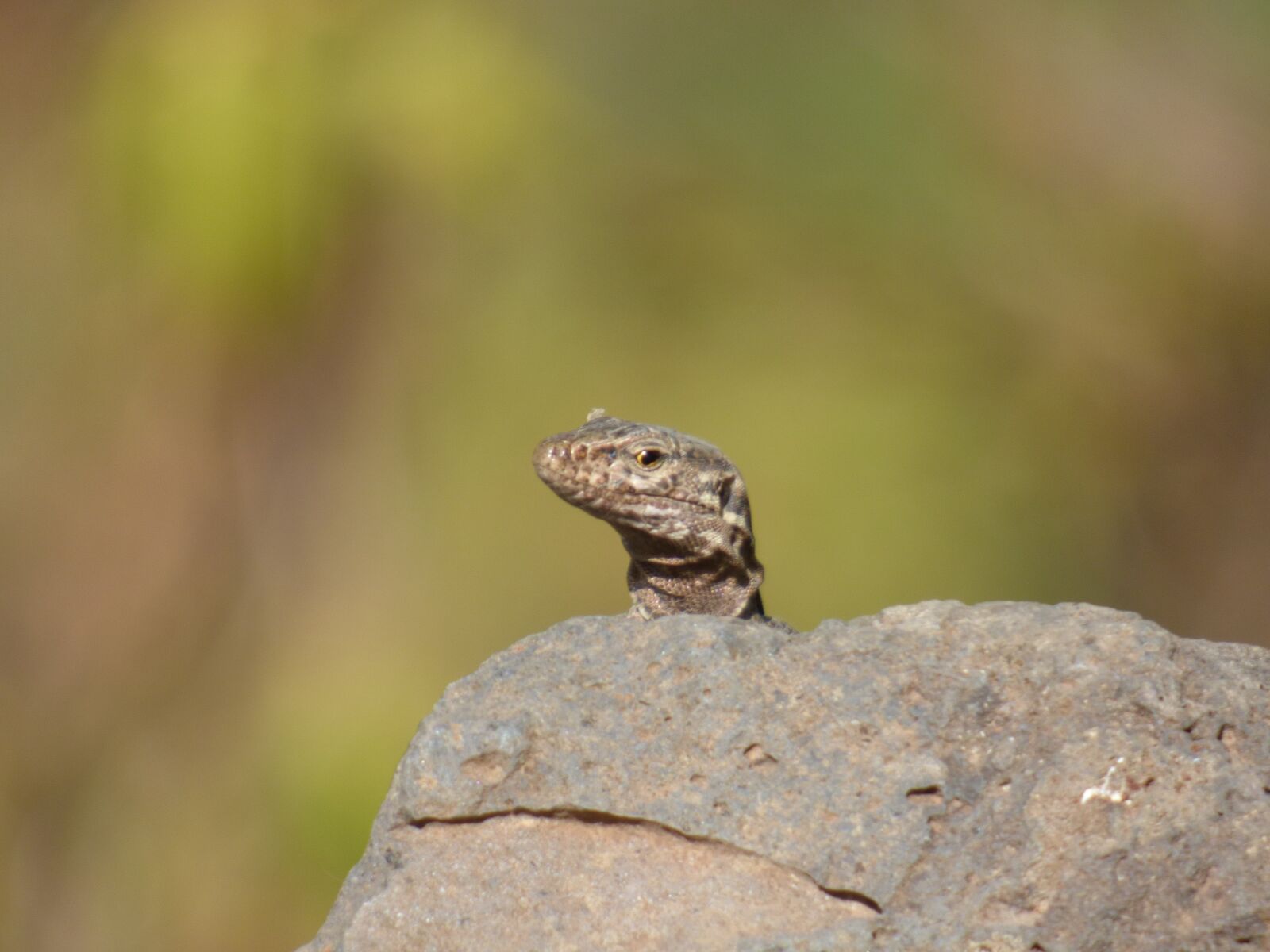 Panasonic DMC-FZ72 sample photo. Lizard, what are you photography