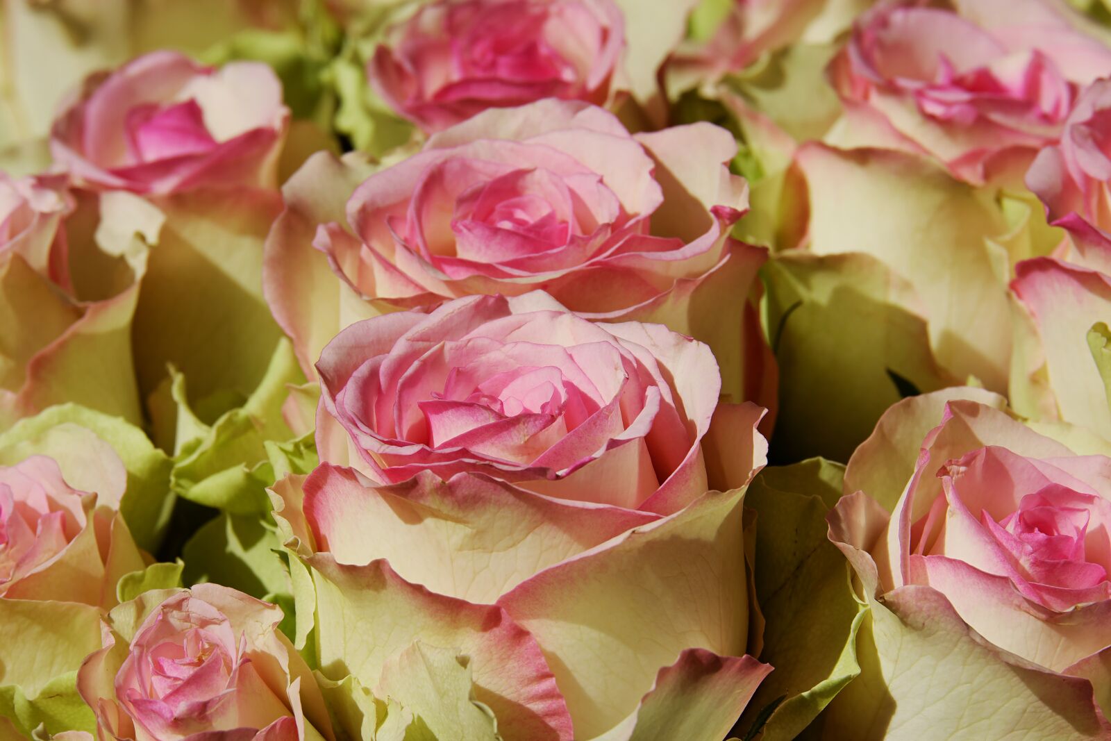Fujifilm XF 55-200mm F3.5-4.8 R LM OIS sample photo. Roses, noble roses, esperance photography
