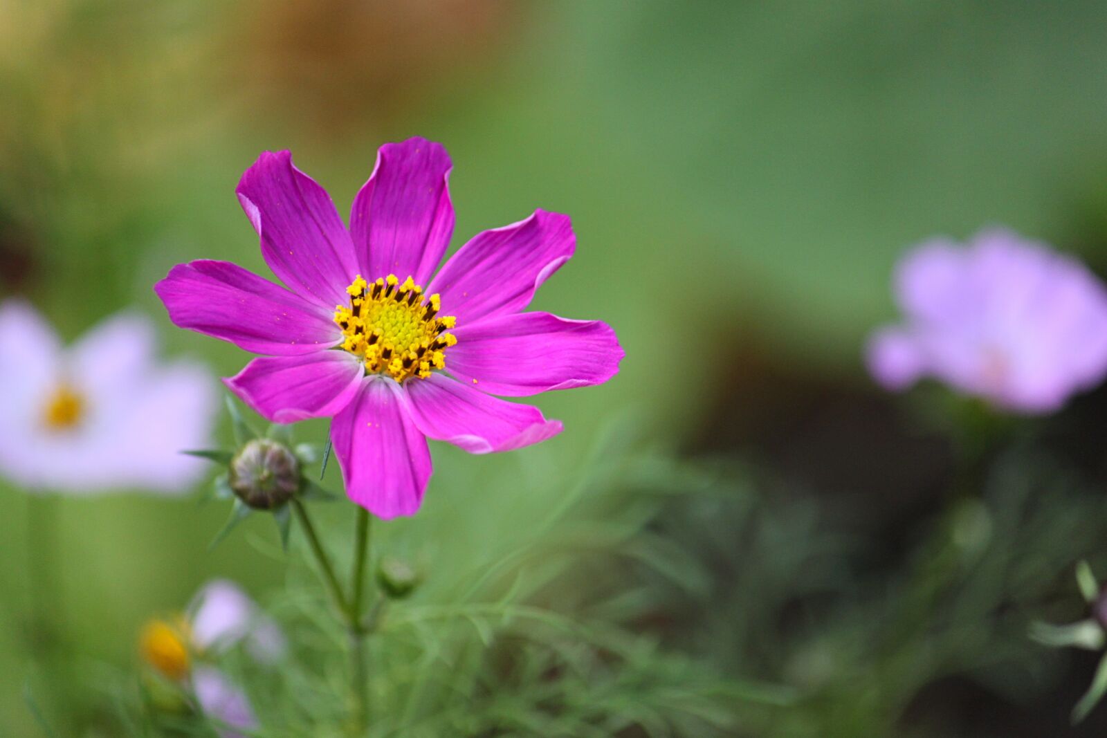 Canon EOS 500D (EOS Rebel T1i / EOS Kiss X3) + Canon EF-S 55-250mm F4-5.6 IS sample photo. Summer, flowers, nature photography