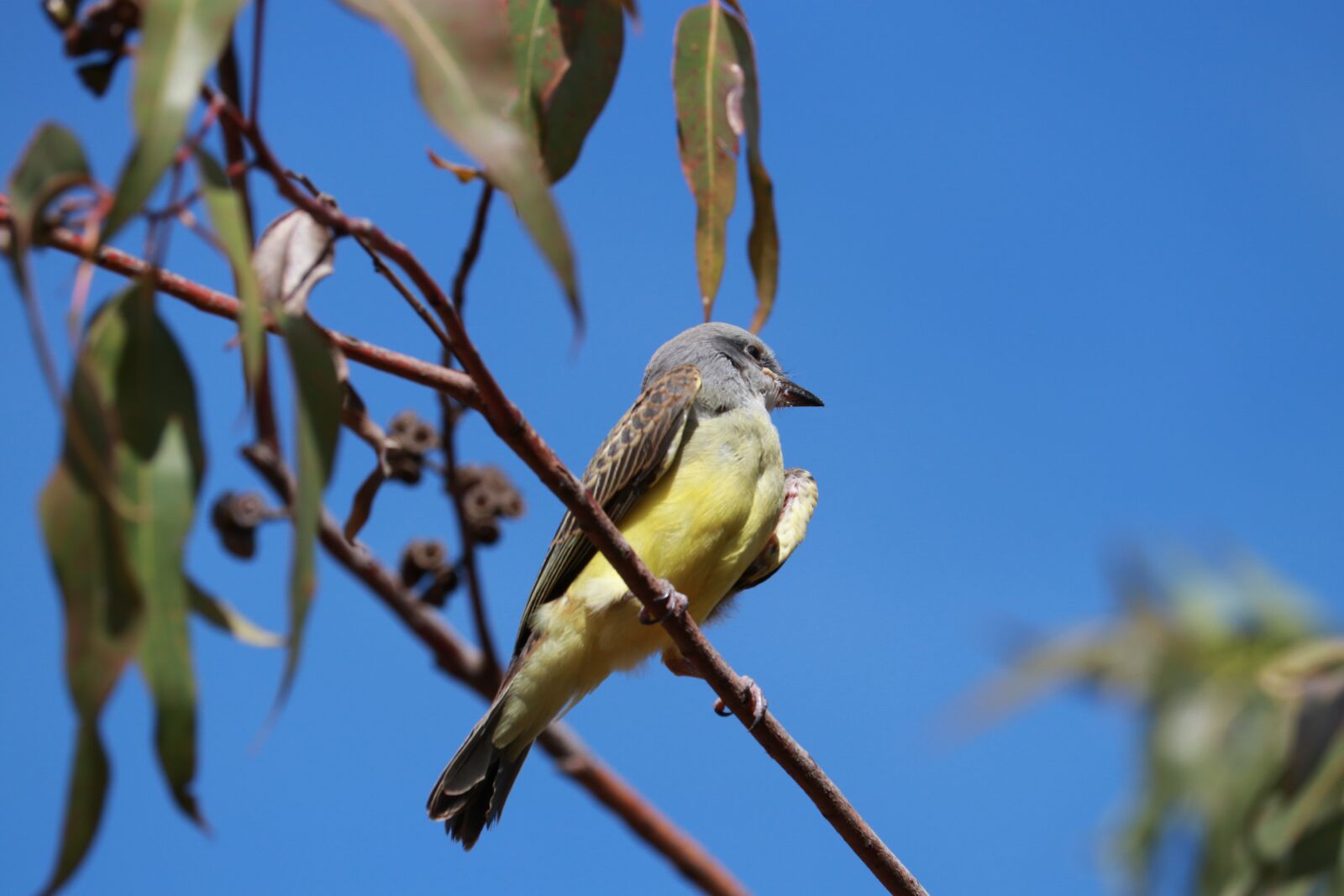 Canon EF-S 55-250mm F4-5.6 IS STM sample photo. Nature, birds, outdoors photography