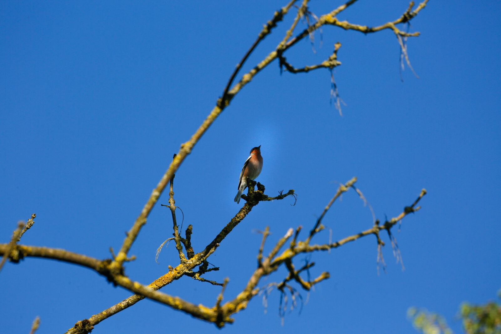 Canon EF 100-400mm F4.5-5.6L IS USM sample photo. Bird, songbird, animal photography