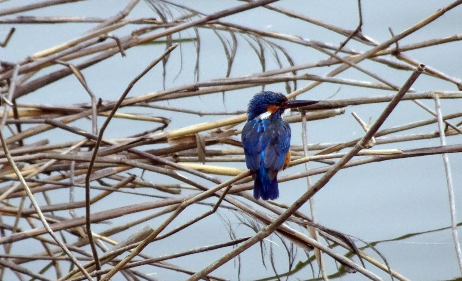 Sony Cyber-shot DSC-HX90V sample photo. Bird, common kingfisher, alcedo photography