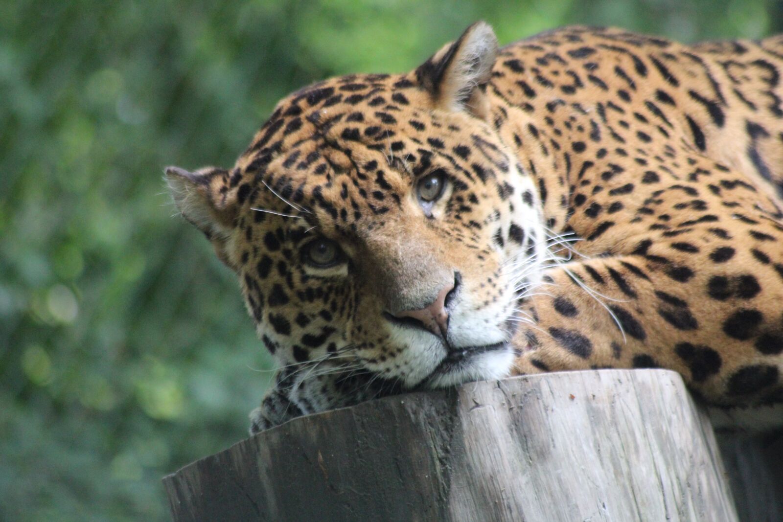 Canon EOS 600D (Rebel EOS T3i / EOS Kiss X5) sample photo. Leopard, savannah, jungle photography