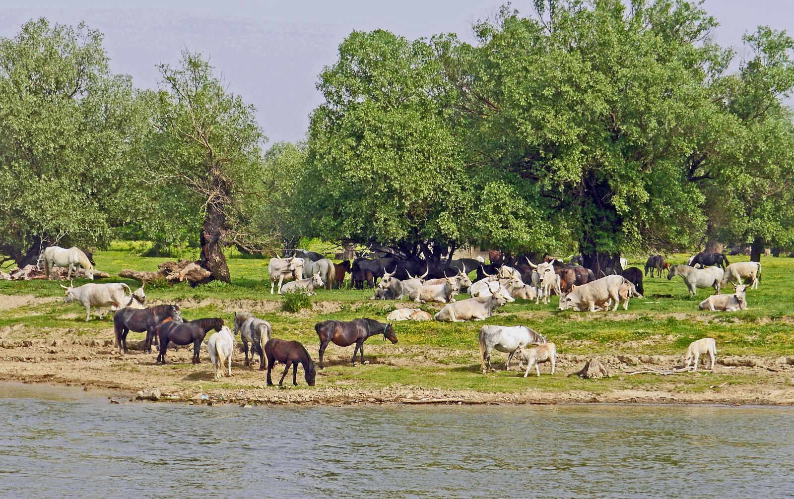 Panasonic Lumix DMC-GH3 sample photo. Serbia, danube island, free photography