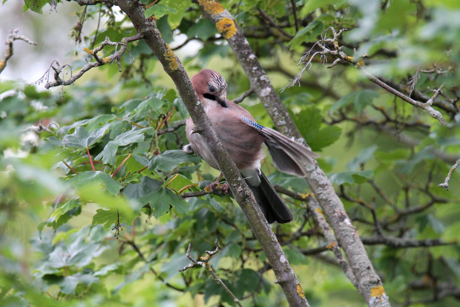 Canon EOS 7D sample photo. Jay, bird, feather photography