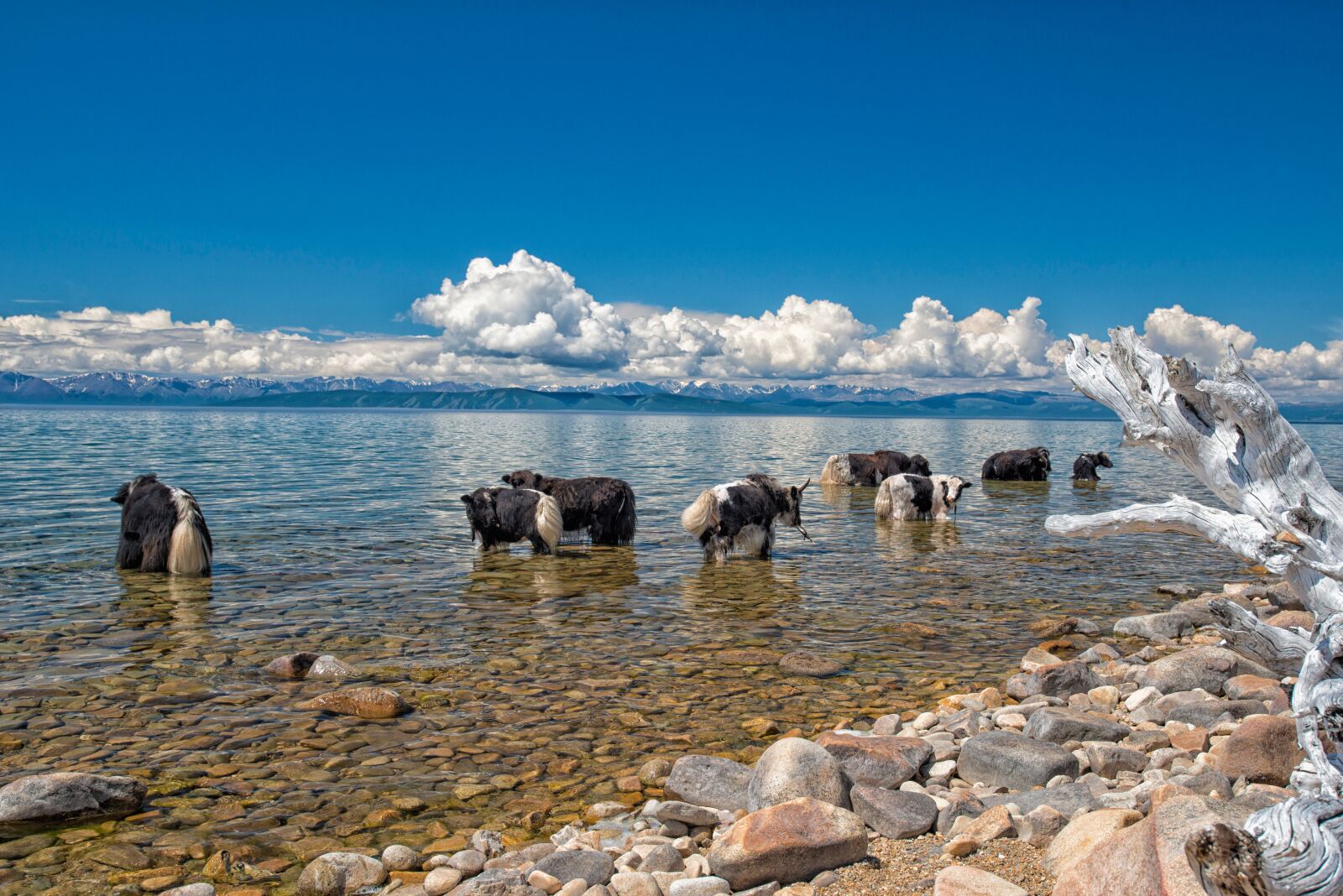Nikon D800E sample photo. Lake, fax lake, yak photography