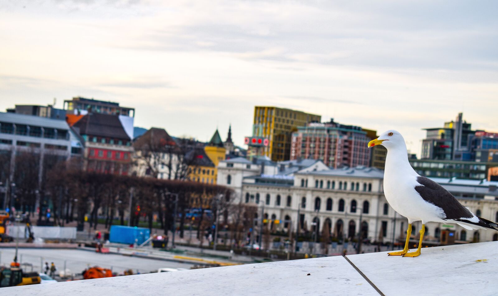 Nikon D3300 sample photo. Seagull, gull, city photography