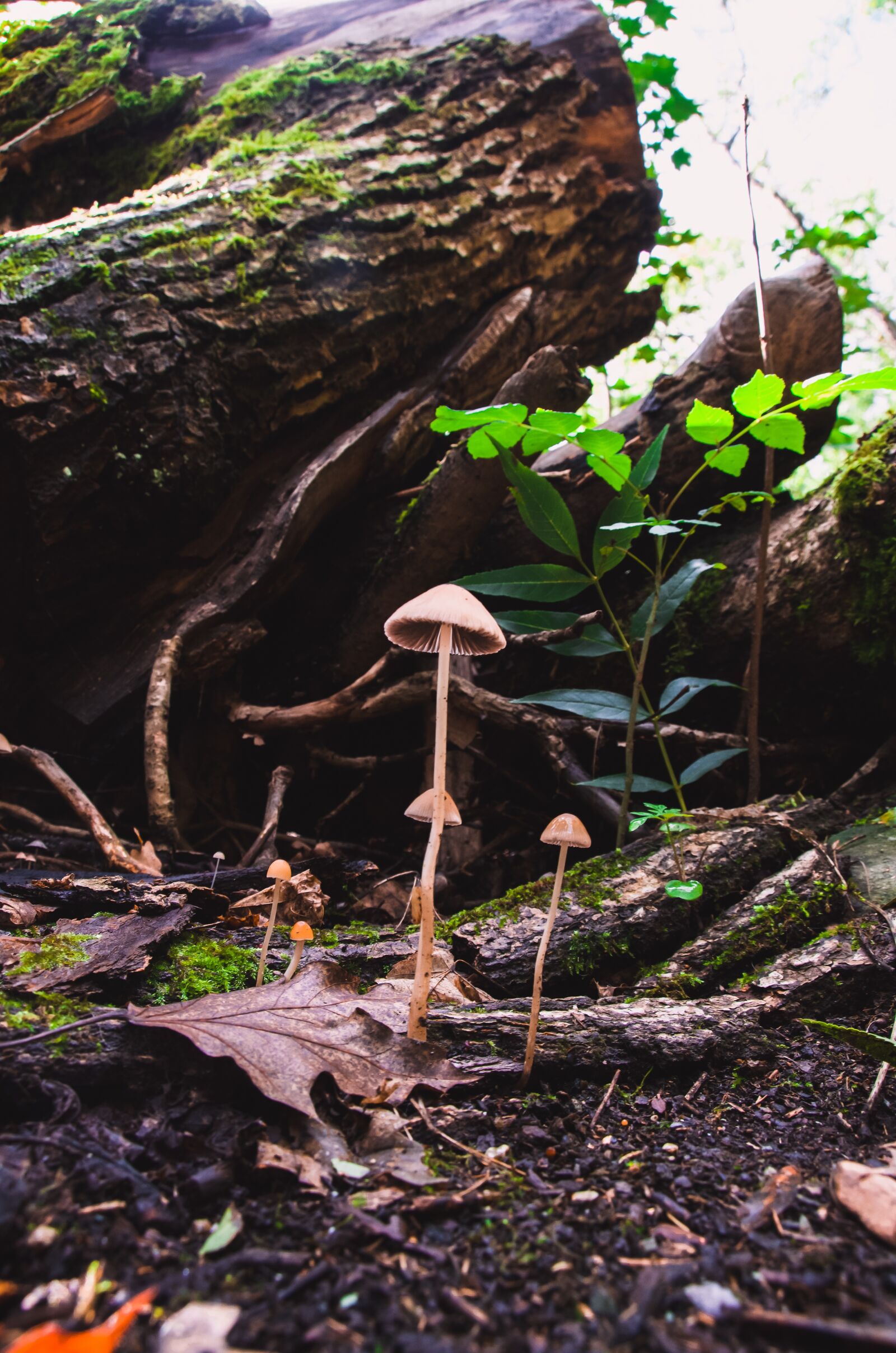Nikon D5100 sample photo. Mushrooms, forest, autumn photography