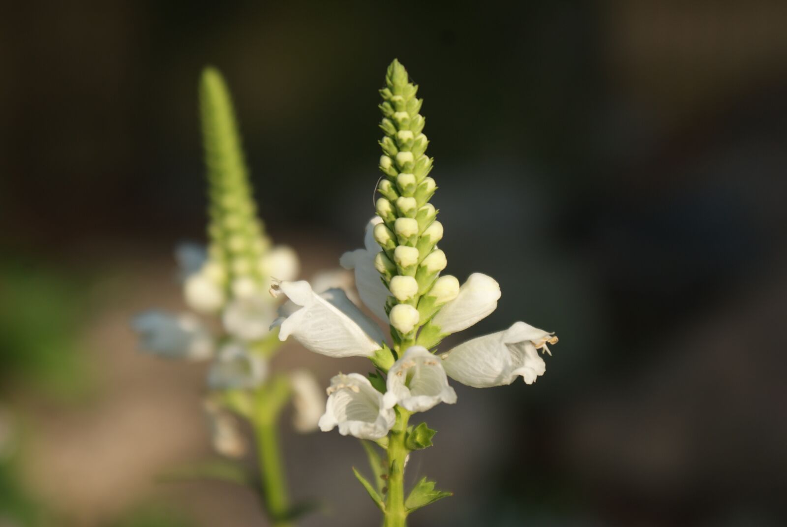 Sony Alpha DSLR-A200 sample photo. Summer, biel, flower field photography