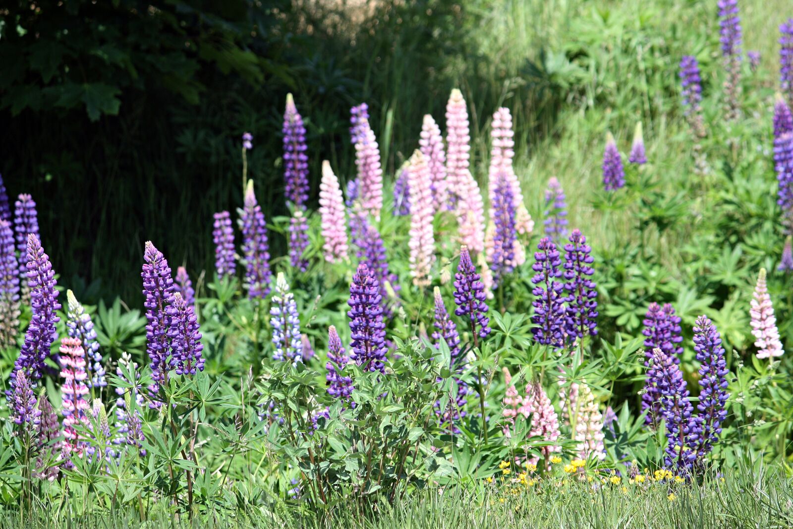 Canon EOS 450D (EOS Rebel XSi / EOS Kiss X2) sample photo. Flowers, lupins, sweden photography
