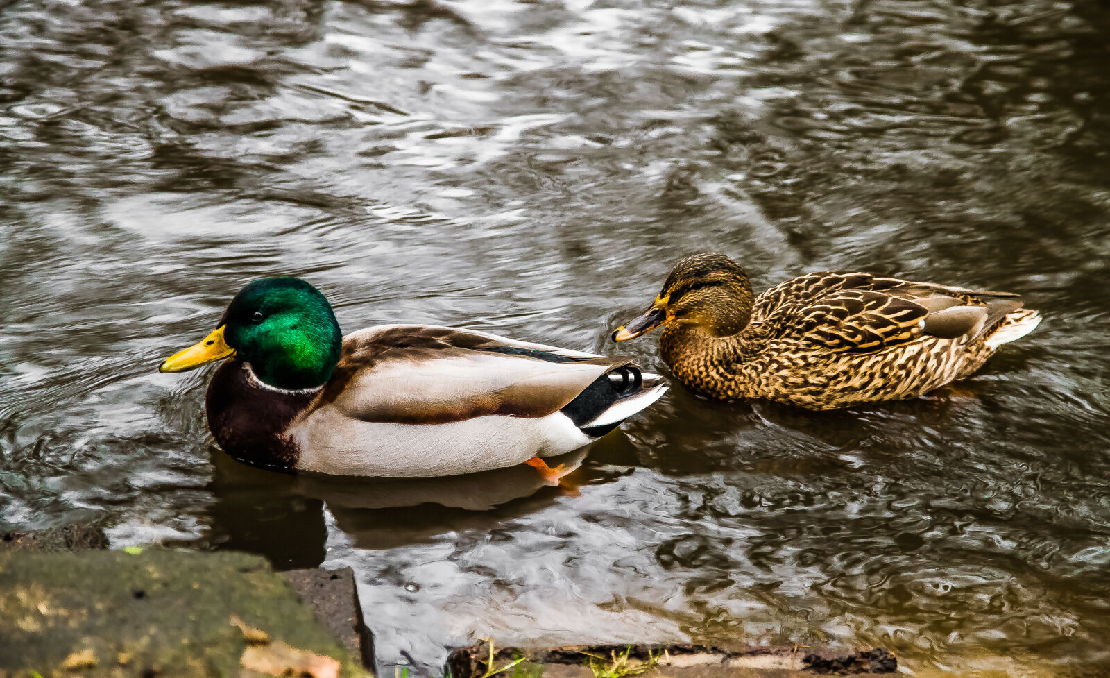 Canon EOS 7D + Sigma 17-70mm F2.8-4 DC Macro OS HSM sample photo. Beaks, ducks, feathers, river photography
