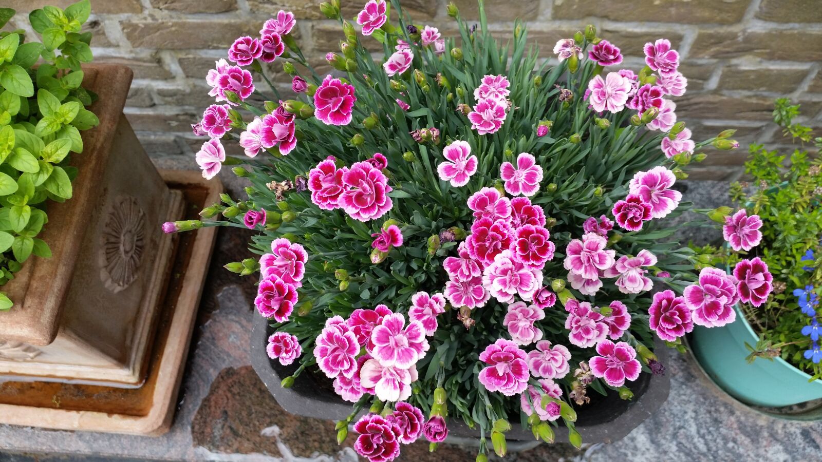 Samsung Galaxy S5 sample photo. Flowers, carnation, pink photography