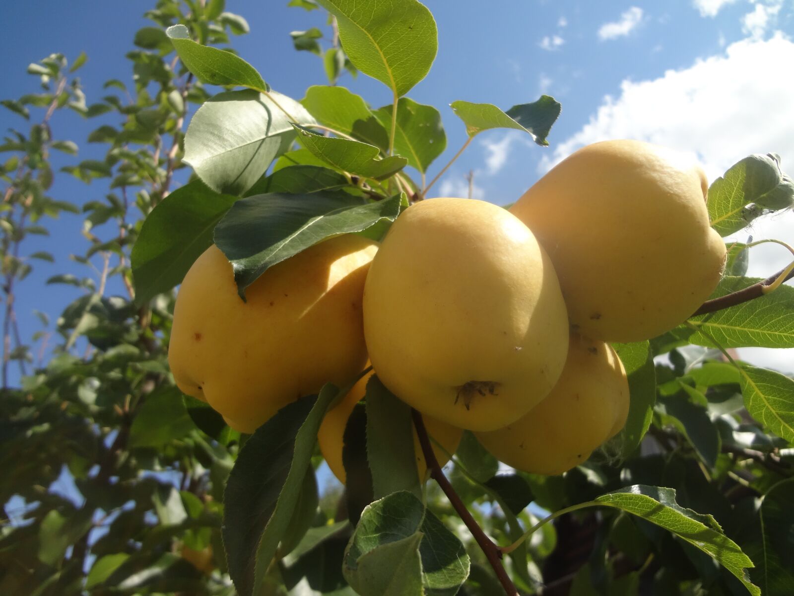 Sony Cyber-shot DSC-WX50 sample photo. Fruits pears summer harvest photography