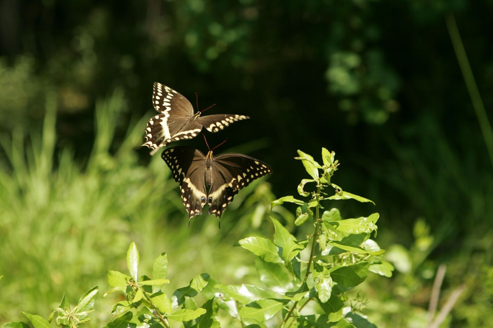 Canon EOS-1D Mark II sample photo. Butterflies, swallowtail, flower photography