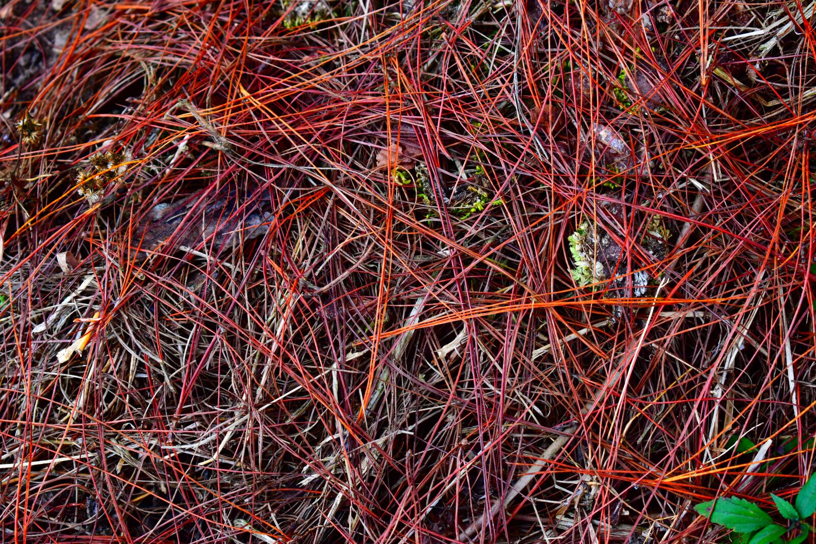 Nikon D5500 sample photo. Pine needles, baguio leaves photography