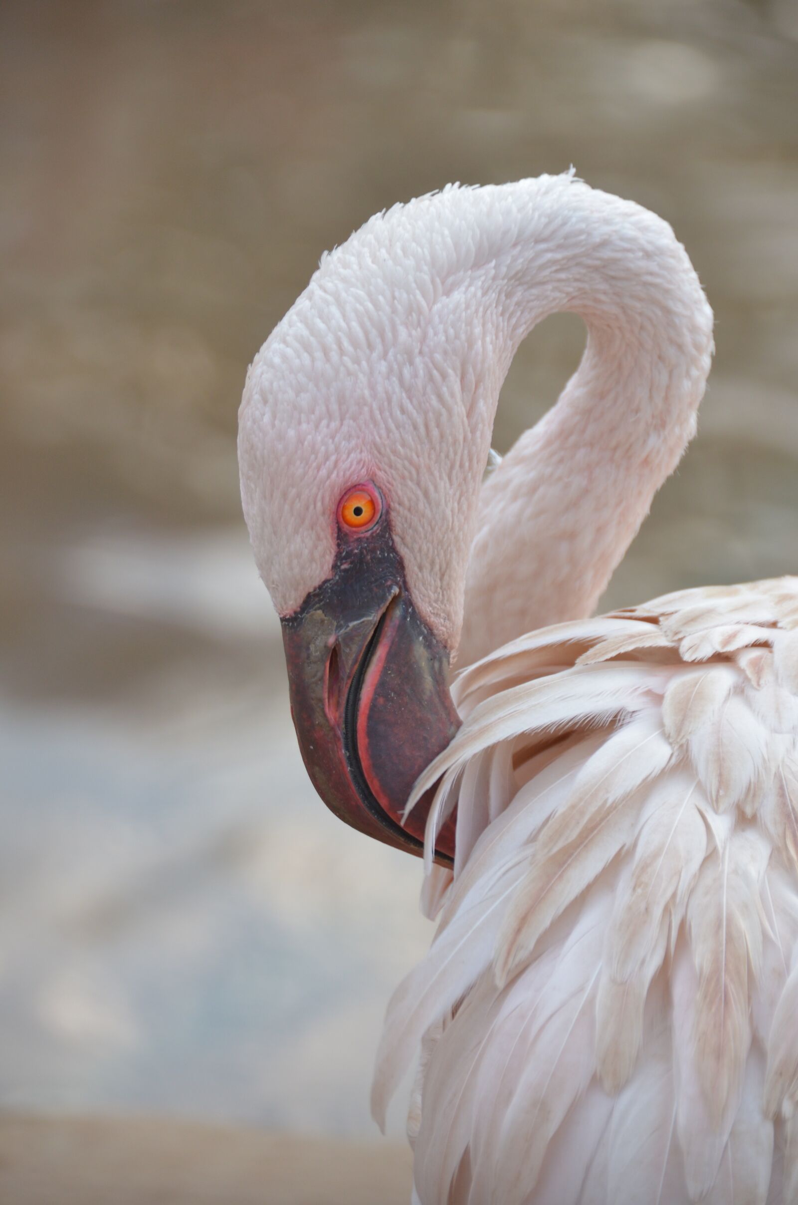 Nikon D7000 sample photo. Flamingo, looking, bird photography