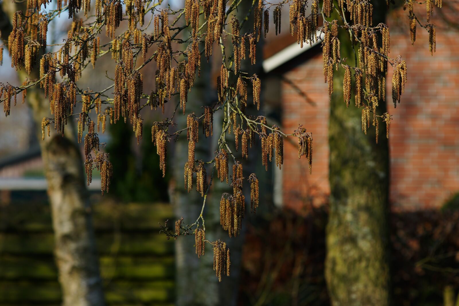 Minolta AF 200mm F2.8 HS-APO G sample photo. Hazel flowers, hazelnut, flowers photography