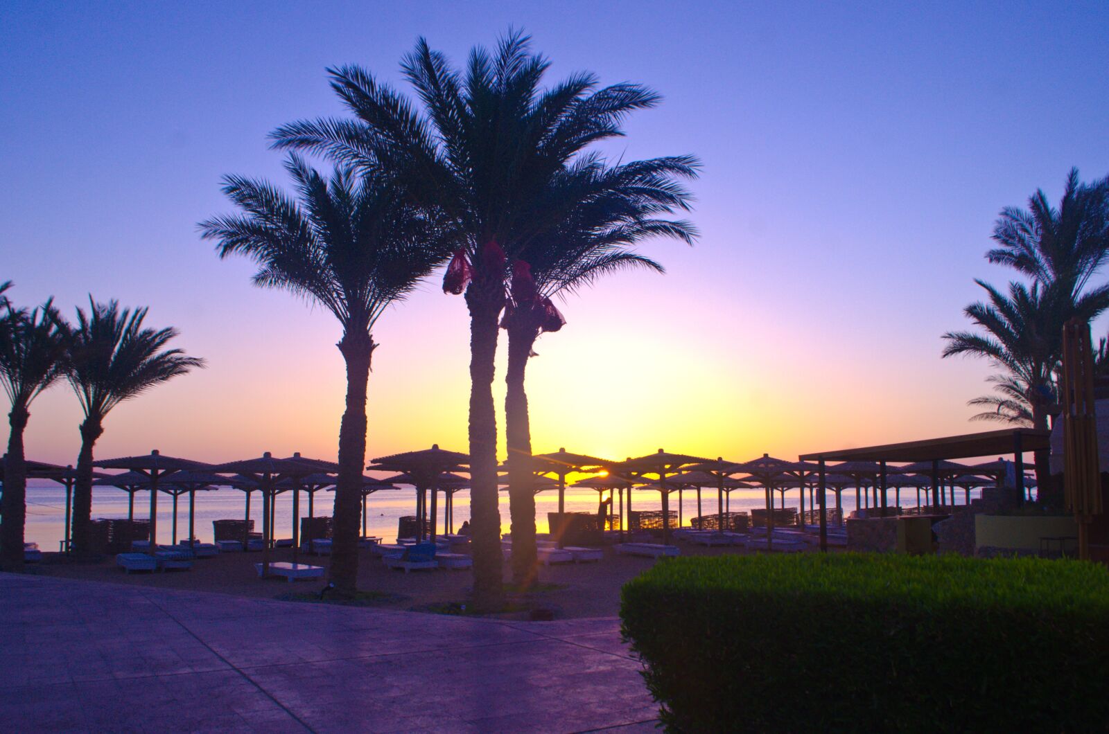 Nikon D7000 sample photo. Palm trees, sun, summer photography