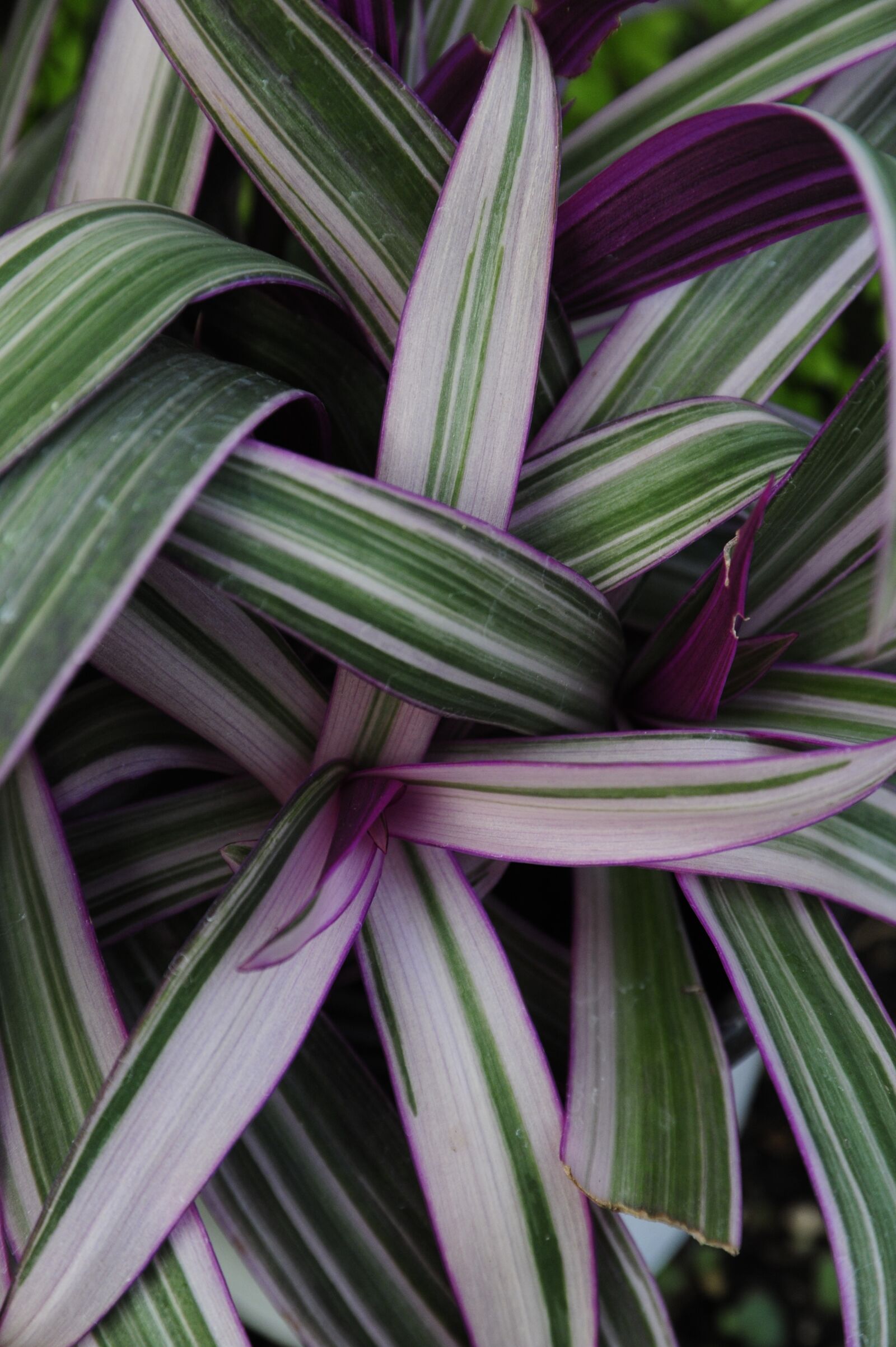 Nikon D700 sample photo. Plants, entanglement, leaf photography
