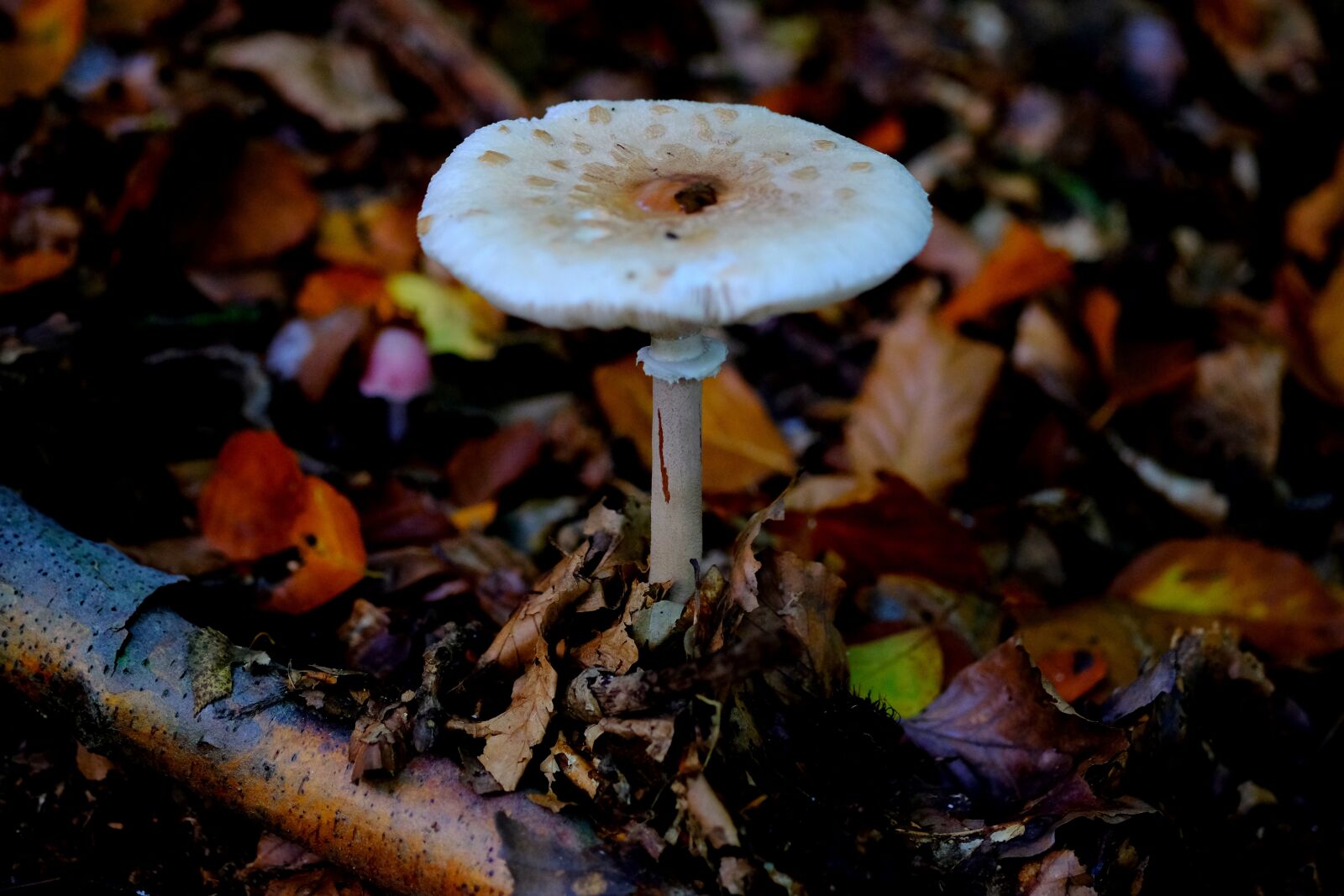 Fujifilm X-T20 sample photo. Giant schirmling, mushroom, boletes photography