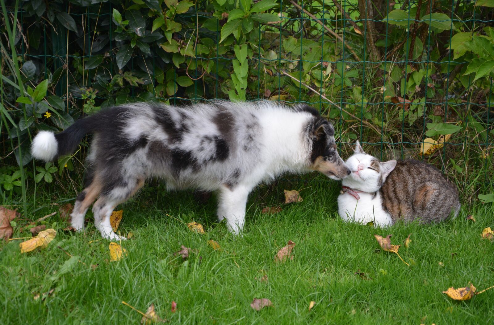 Nikon D5200 sample photo. Dog, cat, domestic animal photography