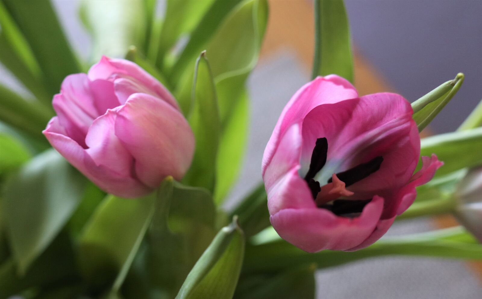 Canon EOS M6 sample photo. Spring flowers, tulips, color photography