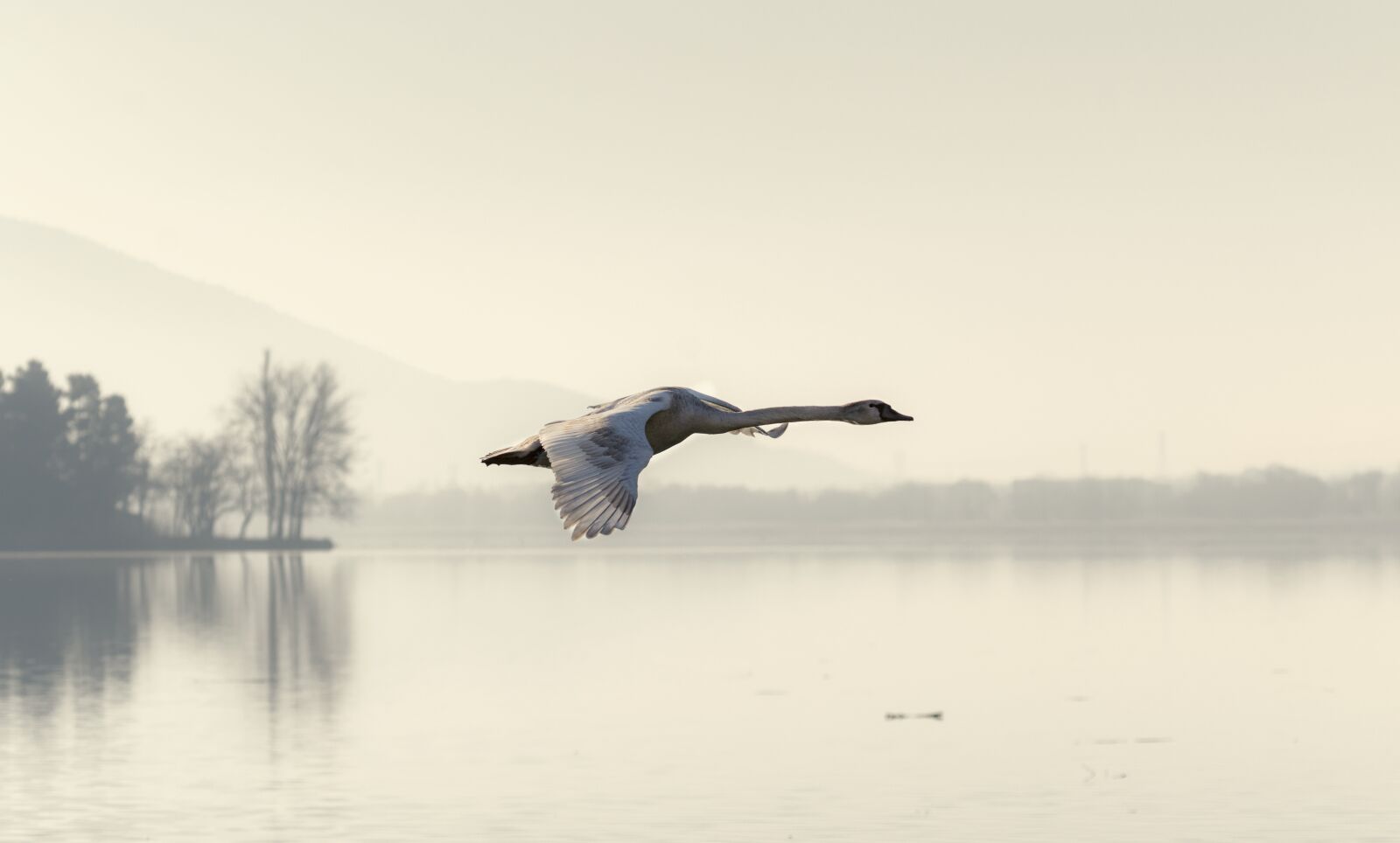 Nikon D7200 sample photo. Swan, fly, flying photography