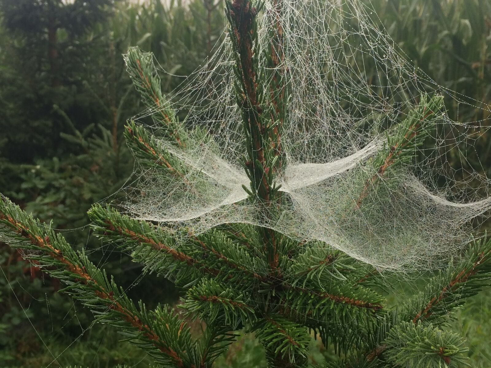 iPhone 5s back camera 4.15mm f/2.2 sample photo. Spider web, christmas tree photography